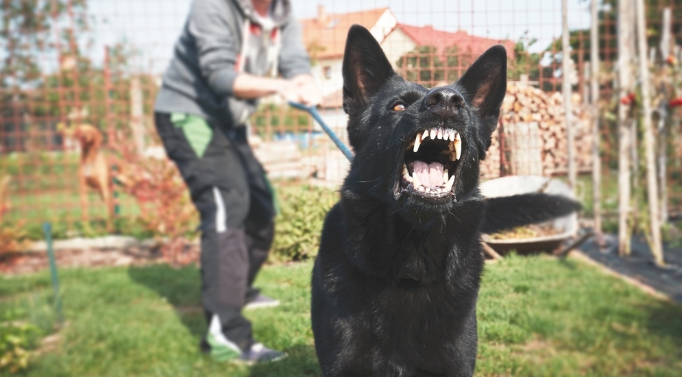 Long Island Dog Bite Attorneys | Call (631) 465-9797