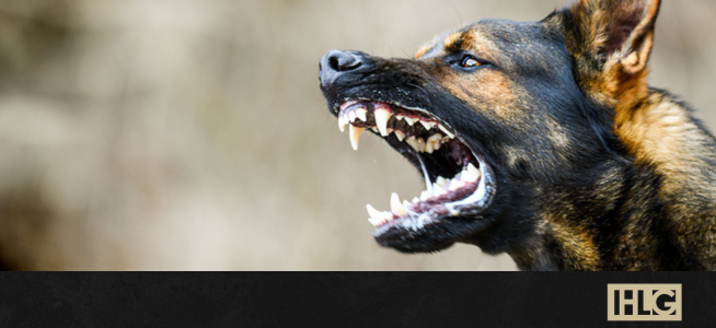 Dog Bite Lawyer Shares What You Need to Know About Dog Bite Lawsuits | Melville, New York | Call (631) 465-9797
